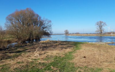 Publieksbijeenkomst 22 september: Riviernatuur in de Tichelbeeksewaard