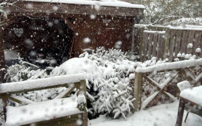 Inleveren kerstbomen verplaatst naar 13 januari