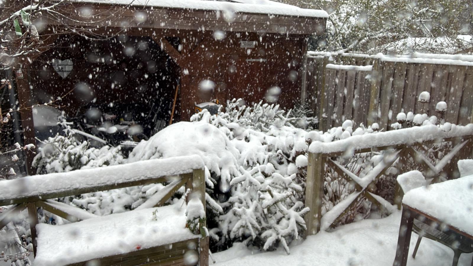 Inzamelen Kerstbomen Verplaatst Zutphen