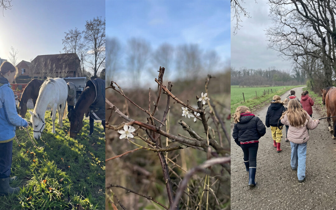 Krokusvakantie bij Paard & Potlood